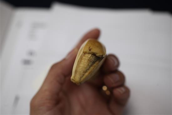 A Japanese ivory model of a partially peeled banana, early 20th century, 4.5cm, unsigned, re-glued section to tip